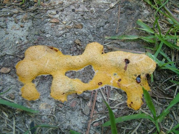 yellow dog vomit | Charleston Mushroom Society ©2014 Cecelia Dailey.